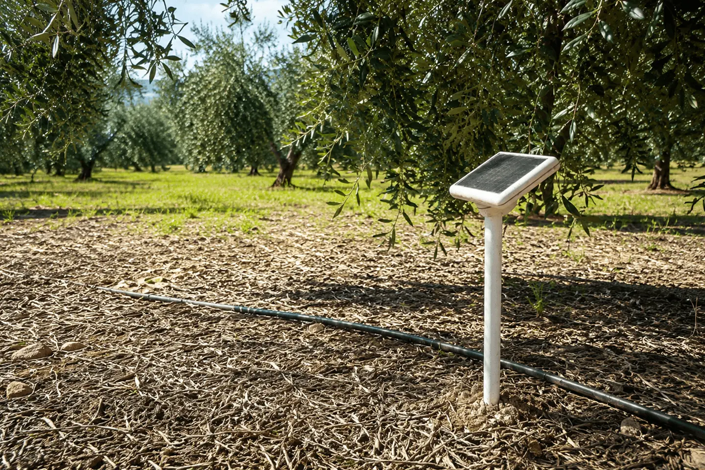 Dispositivo de monitorización Agroop instalado en un olivar