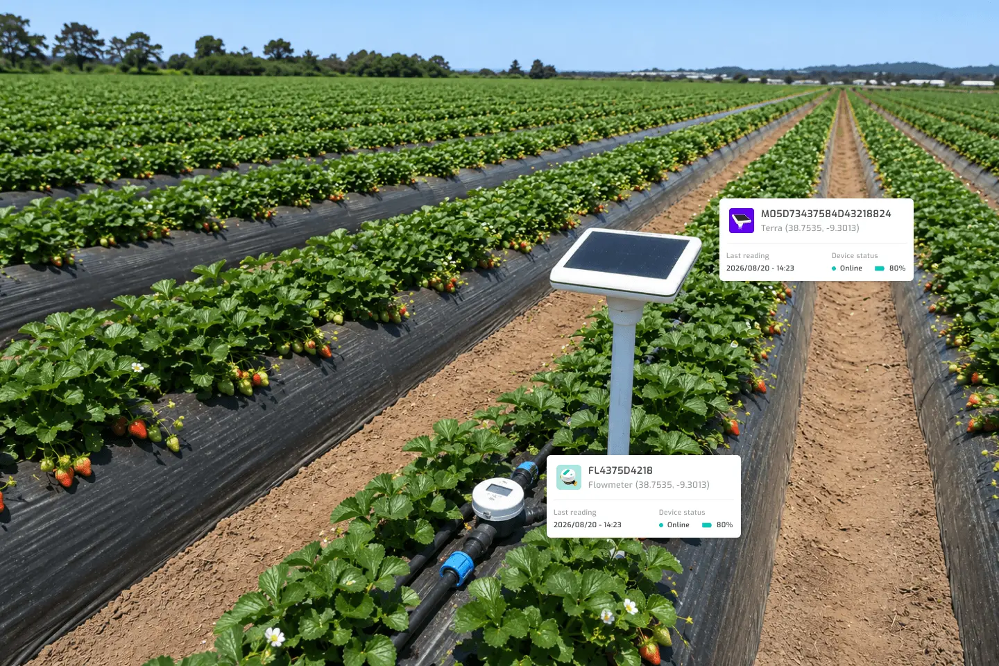 Agroop Terra and Flowmeter devices installed in a strawberry field
