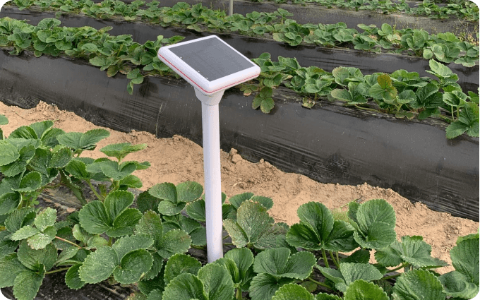 Equipo de monitorización del suelo Agroop instalado entre plantas de fresa